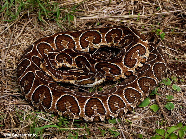 Bothrops-alternatus-yarara-grandes-serpientes-venenosas-argentina