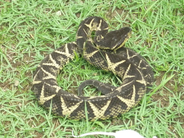 Bothrops-jararacussu-serpientes-venenosas-argentina