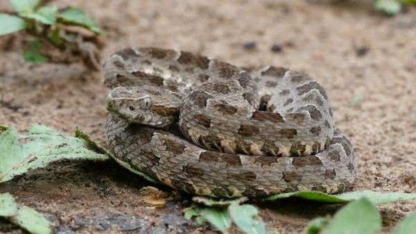 Bothrops-neuwedi-yarara-chica-serpientes-venenosas-argentina