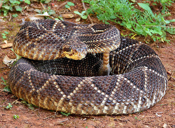 Crotalus durissus serpientes venenosas argentina