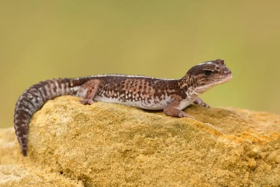 Una mascota lagarto gecko de cola gorda africana