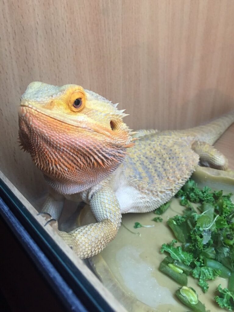 Un dragón barbudo mascota comiendo col rizada