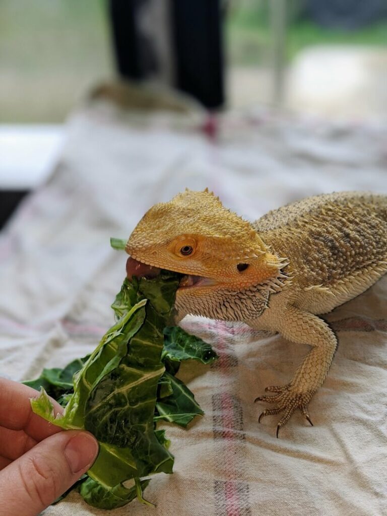 Un dragón barbudo comiendo col
