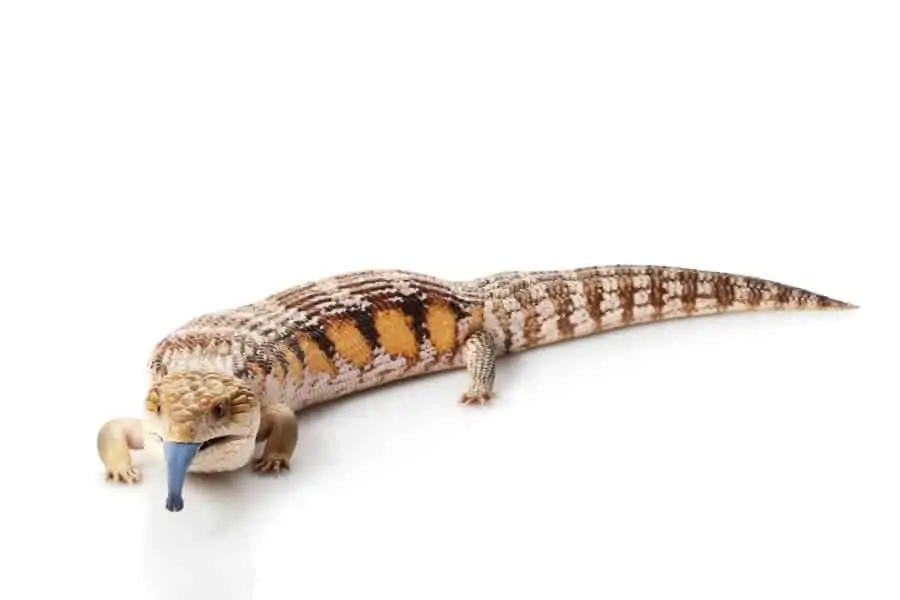Un tipo de lagarto llamado eslizón de lengua azul