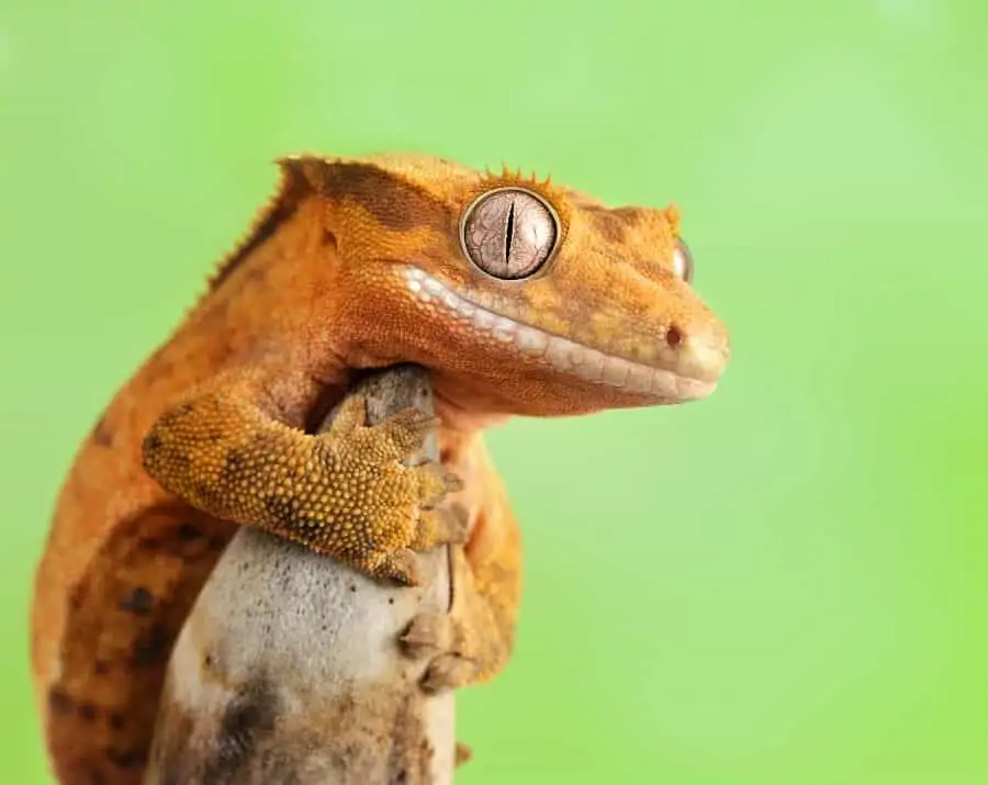 Un gecko con cresta que sostiene una rama