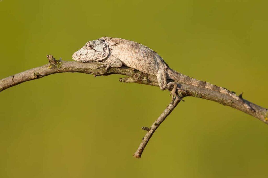 Falso camaleón cubano descansando sobre una rama