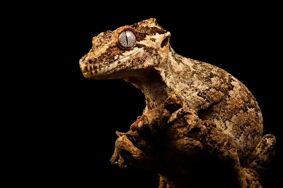 Un gecko gárgola mascota en la noche