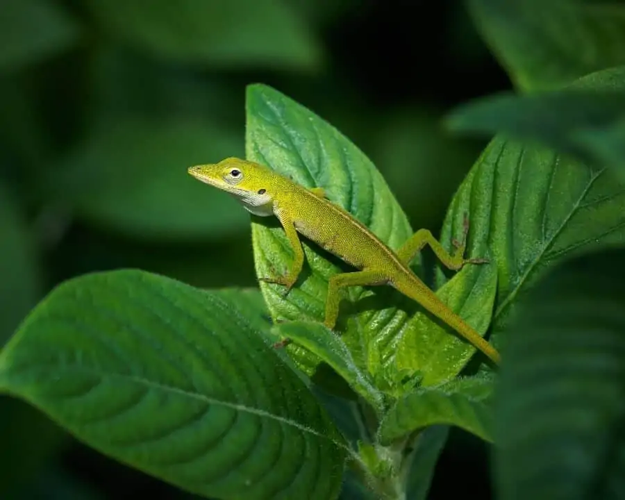 Un anolis verde mascota trepando a una planta