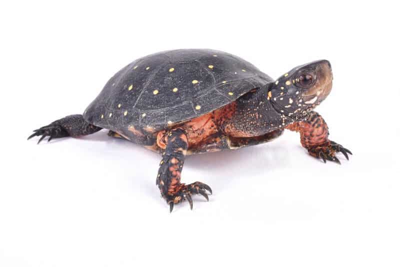 Una pequeña tortuga manchada adulta