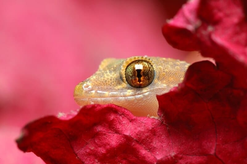 Un juguetón gecko mediterráneo trepando sobre una hoja