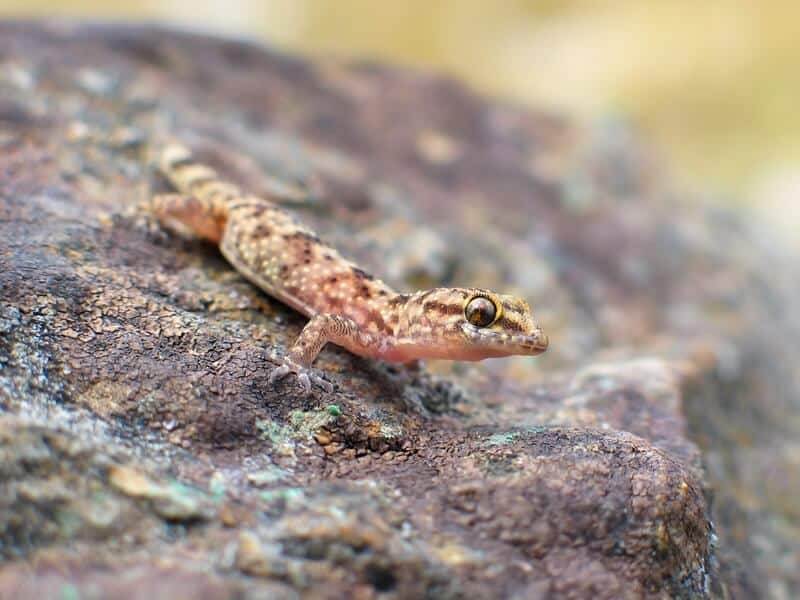 Un gecko de la casa mediterránea en una roca