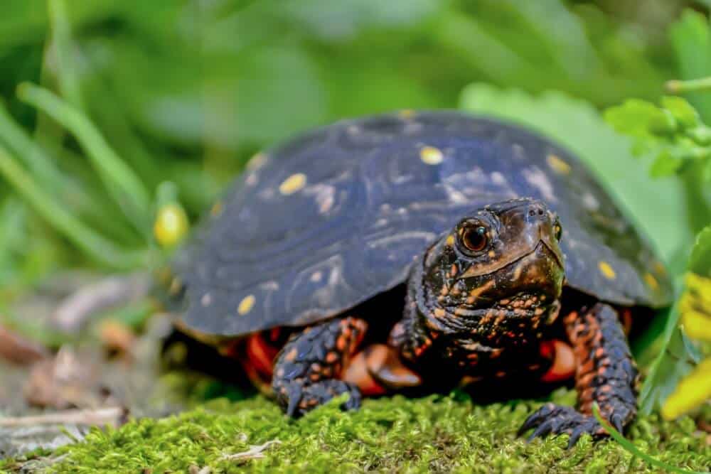 Una mascota tortuga manchada de pie sobre el césped