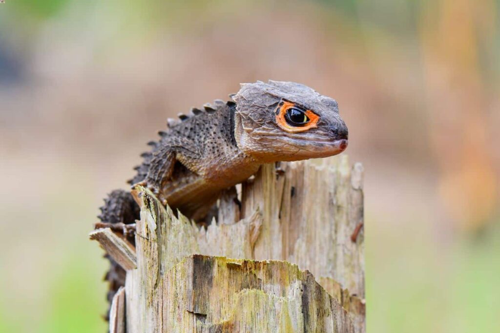 Un eslizón de cocodrilo de ojos rojos como mascota escalando