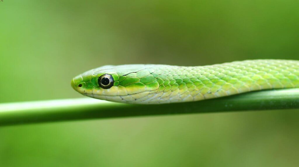 Una serpiente verde áspera que busca un insecto para comer