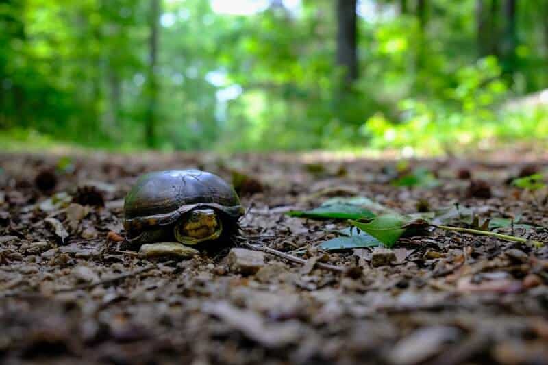 Una pequeña tortuga de barro oriental caminando por el suelo