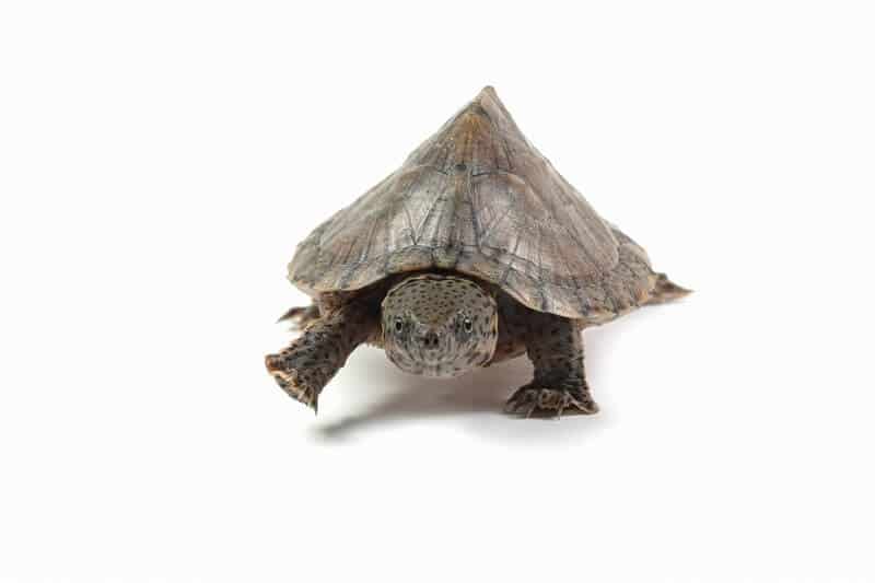 Una pequeña tortuga almizclera jorobada