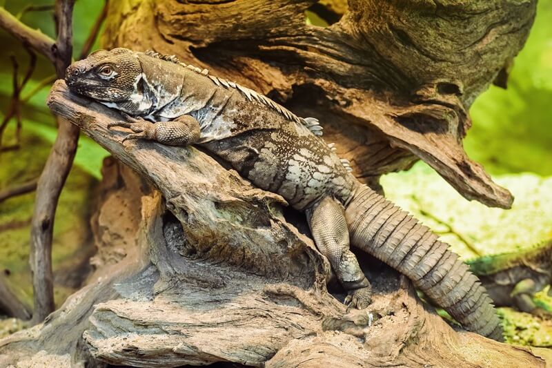 Un tipo de iguana llamada iguana de cola espinosa