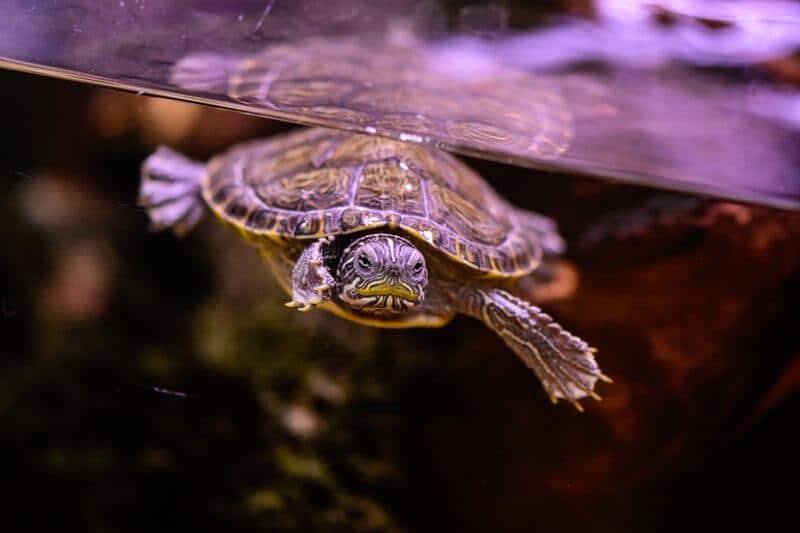 Una tortuga que está nadando en agua que ha sido limpia