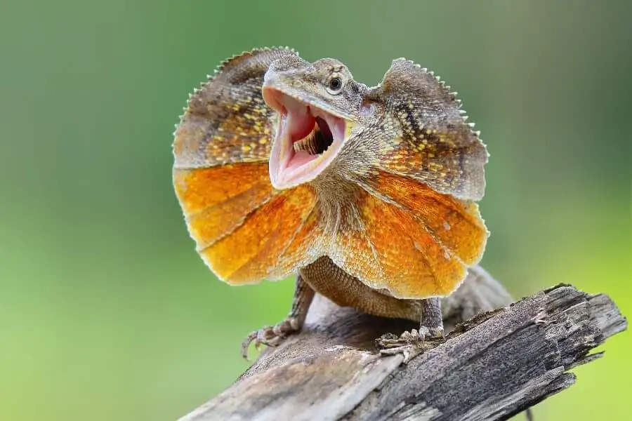 Un tipo popular de lagarto mascota llamado dragón con volantes